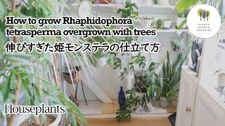 【観葉植物】伸びすぎた姫モンステラの仕立て方 How to grow Rhaphidophora tetrasperma overgrown with trees houseplants [upl. by Khoury745]