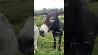 animal farm fairy trail luss estate loch lomond visit august 2023 [upl. by Anelram]