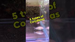 Corydoras Collection [upl. by Lleon]