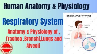 Anatomy amp Physiology of TracheaBronchiLungs and Alveoli I Respiratory System I HAP pharmacynotes [upl. by Bakki]