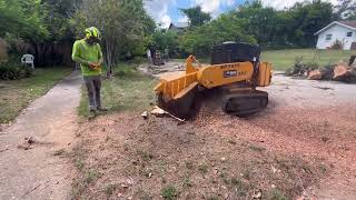 Carlton 7015 Grinding a 250 Stump in 6 Minutes Easily 💥 💥 💥 [upl. by Riane403]