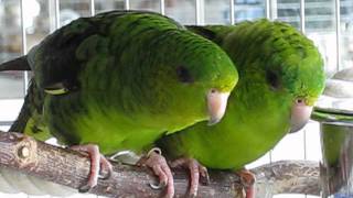 Lineolated Parakeets  new stars on YouTube [upl. by Nadabas568]