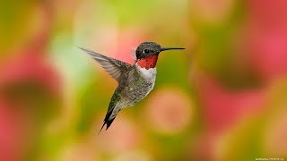 RubyThroated Hummingbird Facts With Call Sound [upl. by Marr]