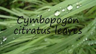 How to pronounce Cymbopogon citratus leaves in English [upl. by Atalayah]