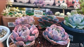 Echeveria Beyonce Lowland CareTips [upl. by Aretta]