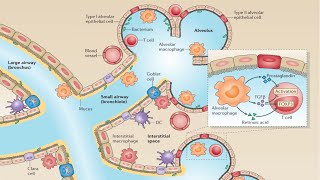 Barrier Surfaces of the Innate Immune System [upl. by Helbon246]