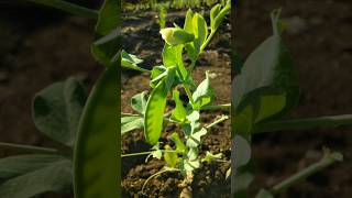 Look friends pea pods have started coming in nature farming peas shorts [upl. by Peatroy]