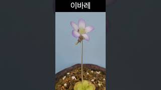 벌레잡이제비꽃 이바레 식충식물 베란다에서 키우기쉬운식물 pinguicula vulgaris bugs flowers 🌱☘️🍀🌿 🌸 [upl. by Sualocin]