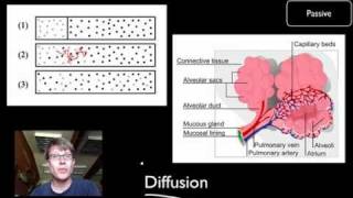 Transport Across Cell Membranes [upl. by Rudolf]