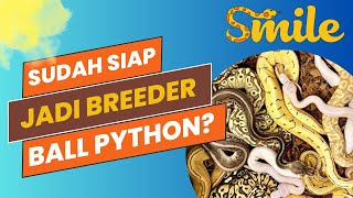 Yang Penting Disiapkan Sebelum Jadi Breeder Ball Python [upl. by Gilligan695]