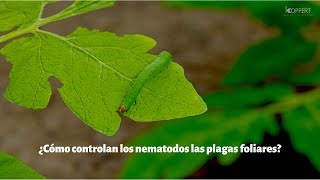 ¿Cómo controlan los nematodos las plagas foliares [upl. by Brinkema729]