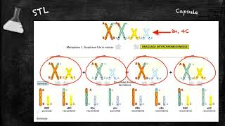 Conséquence du brassage chromosomique pendant la méiose BB [upl. by Nairahcaz]