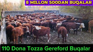 8 Millon 500dan Gereford Buqalar Arzonchi Nurmuhammad Akadan Katta Aksiya 9noyabr 2024 [upl. by Janerich]