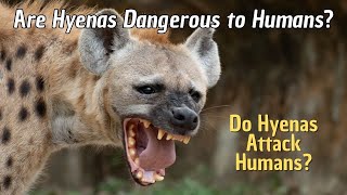 How Dangerous are Hyenas to Humans Do Hyenas Attack Humans [upl. by Eednyl]