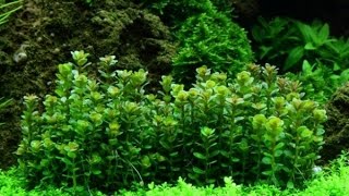 Rotala Bonsai [upl. by Ressan]