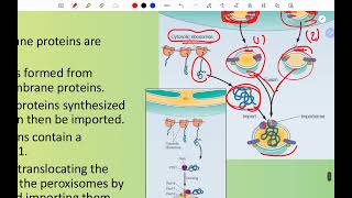 CH3 Mitochondria and Peroxisomes Part 3 [upl. by Joselyn]