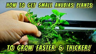 The Crazy Little Trick That Makes Anubias Plants Grow Faster amp Thicker How to Split amp Propagate [upl. by Ruhtracam171]