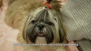 Top 25 Most Beautiful Dog Breeds in the World [upl. by Nithsa]