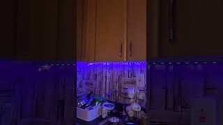 Kitchen decor ♥️ lights kitchen shorts bollywood songs oldisgold [upl. by Maidel944]