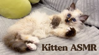 ASMR Meet my New Kitten Whispered Cuteness [upl. by Alikat]