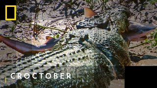 The Croc That Ate Jaws  Croctober  National Geographic WILD [upl. by Edmea]