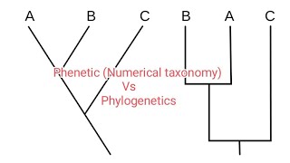 Phenetic Numerical Taxonomy Vs Phylogenetics  Taxonomy [upl. by Dupuis]