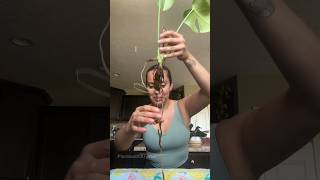 My monstera growing in water was rotting let’s fix it rootrot plantcare planttips [upl. by Tiny882]