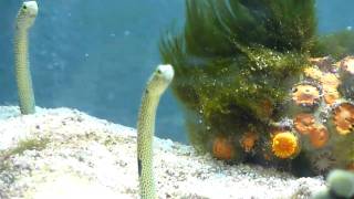 Garden Eels with Pipefish [upl. by Acsirp]