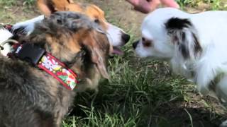 RSPCA Video  The Dog Rescuers series 2 episode 4 [upl. by Aivatnuahs]