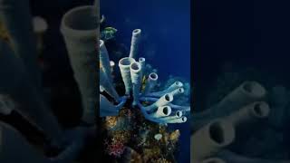 Species diversification on the seabed documentary [upl. by Aehc406]