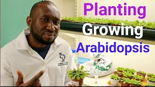 How to plant and grow Arabidopsis thaliana in the laboratory [upl. by Madelle]