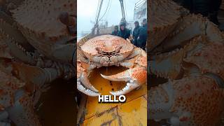 The Kodiak Crab 💀🦀full vid ☝️ [upl. by Enytsirk]