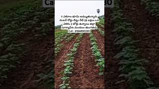 7 Acrs Land Sale  viralvideo realestate agriculture landforsale telangana suryapeta viral [upl. by Herzen]