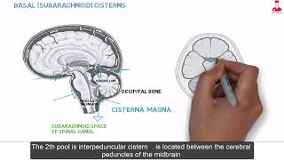 تشريح المخ subarachnoid cisterns [upl. by Notyrb]