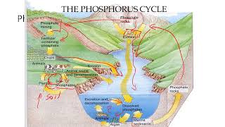 13 Phosphorus and Sulfur Cycles [upl. by Atibat]