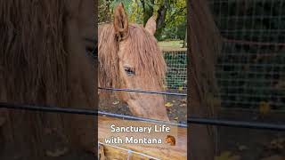 Horse Therapy farmanimalsanctuary horse kitsapcounty animalsanctuarylife [upl. by Aikat]