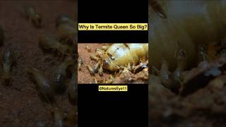 Why Is Termite Queen So Big  NaturesEye11 termites insects bee nature ants shorts [upl. by Notnyw337]