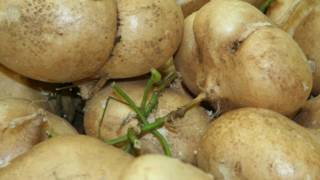 7 Surprising Jicama Benefits  Benefits of Jicama [upl. by Necyrb]