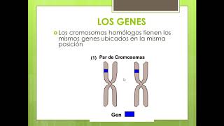 Relación de cromosomas genes y ADN con la herencia bilógica [upl. by Atteloiv]