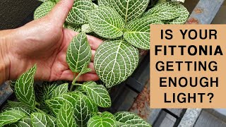 FITTONIA PLANT LIGHT GUIDE  Is your plant getting enough light [upl. by Auhsot109]