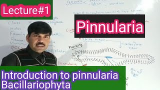 Diagramatic introduction to pinnularia BSC BS botany aliuzairpakistan [upl. by Jolee]