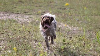 Tracking Wounded Game with Wirehaired Pointing Griffons [upl. by Ille904]