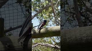 eastern whipbird Psophodes olivaceus birds austrailian [upl. by Munafo556]