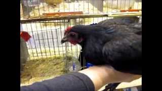 Young Breeder German Langshan Bantam National Poultry Show UK [upl. by Casimir]