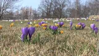 Crocuses on Evening Island [upl. by Enyluqcaj745]