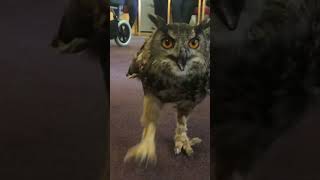 An owl running…in a care home [upl. by Politi331]