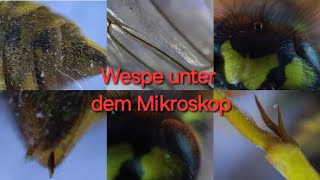 Wespe unter dem Mikroskop  300  600 fache Vergrößerung Fühler Kopf Stachel Flügel Augen [upl. by Stulin447]