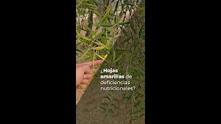 ¿HOJAS AMARILLAS DE DEFICIENCIAS NUTRICIONALES [upl. by Debbie]