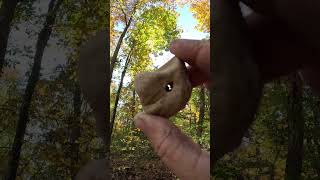 Finding a hagstone goprohero12 outdoorlife nature gooutdoors rockhounding rock gooutdoors [upl. by Kora935]