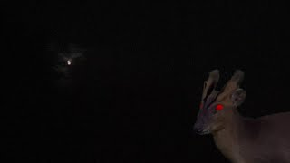 The Hellish Screaming of Muntjac Deer at night [upl. by Rhu]